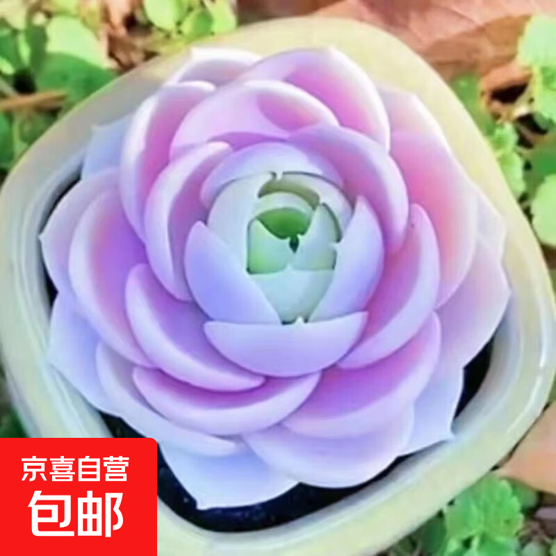 新款多肉组合蓝巴黎白冰玉侧影套餐好养绿植室内办公室盆栽植物 蓝色极光4cm
