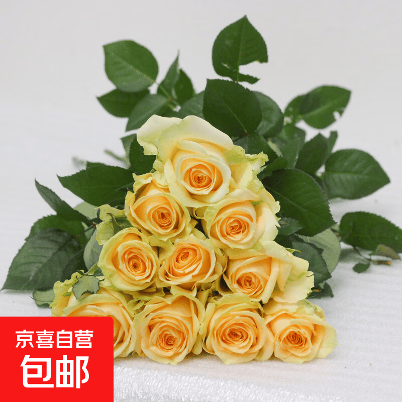 甘肃临夏花儿 各色鲜切玫瑰 蜜桃雪山单头玫瑰10枝