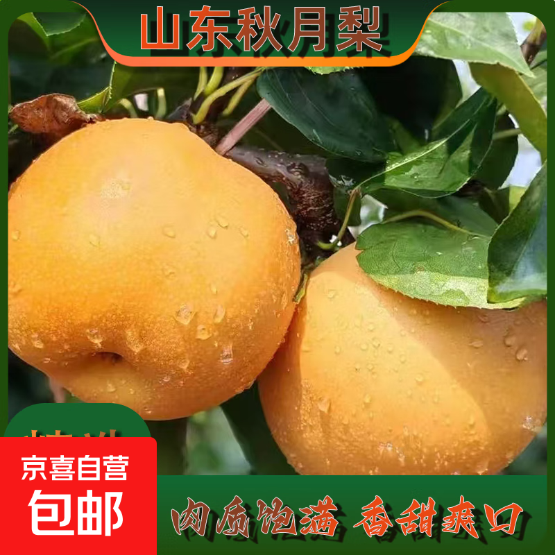 正宗山东秋月梨新鲜 脆甜多汁带箱5斤中果