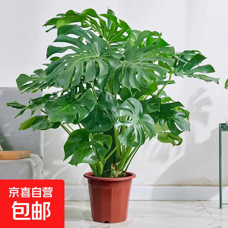 �걳���Ҷֲ�����ڿ����칫�Ҵ�������ֲ�辰����������׮ 50���ס�ԭ���衿 46.9Ԫ