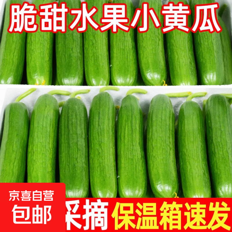 山东寿光水果黄瓜生吃脆新鲜荷兰青瓜当季无刺小黄瓜源头直发 精品水果黄瓜 3斤