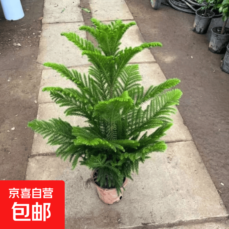 南洋杉风景树四季不落叶盆栽苗圣诞树绿植四季常青耐寒耐热植物 50-60厘米 带土球不带盆