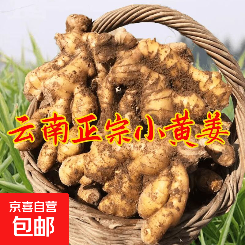 云南小黄姜新鲜老姜10斤沙姜仔姜月子姜南姜农家现挖干姜生姜批发 3斤 【正宗小黄姜】源头直采包邮