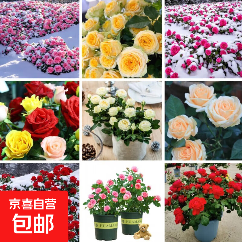 洋桔梗花种子四季播种易成活开花室内室外盆栽地栽玫瑰花种子 混色玫瑰花种子100粒+肥料1包
