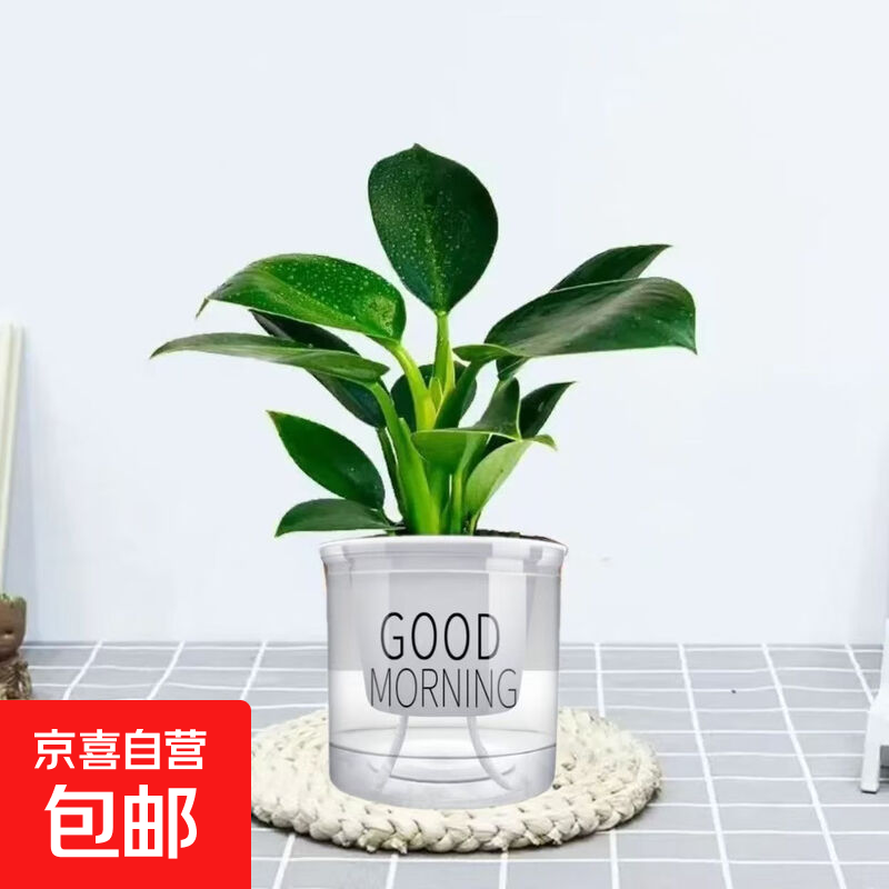 大叶金钻绿公主四季常青吸甲醛室内绿植可水培净化空气易活好养 大叶金钻+早安盆 1盆（约15厘米左右）
