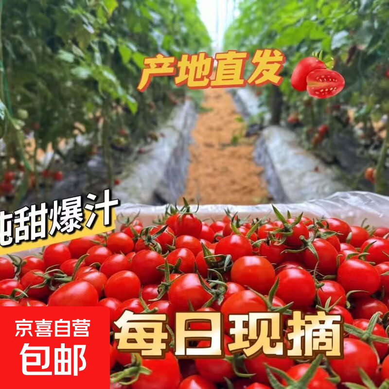 千禧圣女果新鲜小番茄樱桃小柿子孕妇水果现摘现发新鲜蔬菜 新鲜圣女果净 2斤 带箱