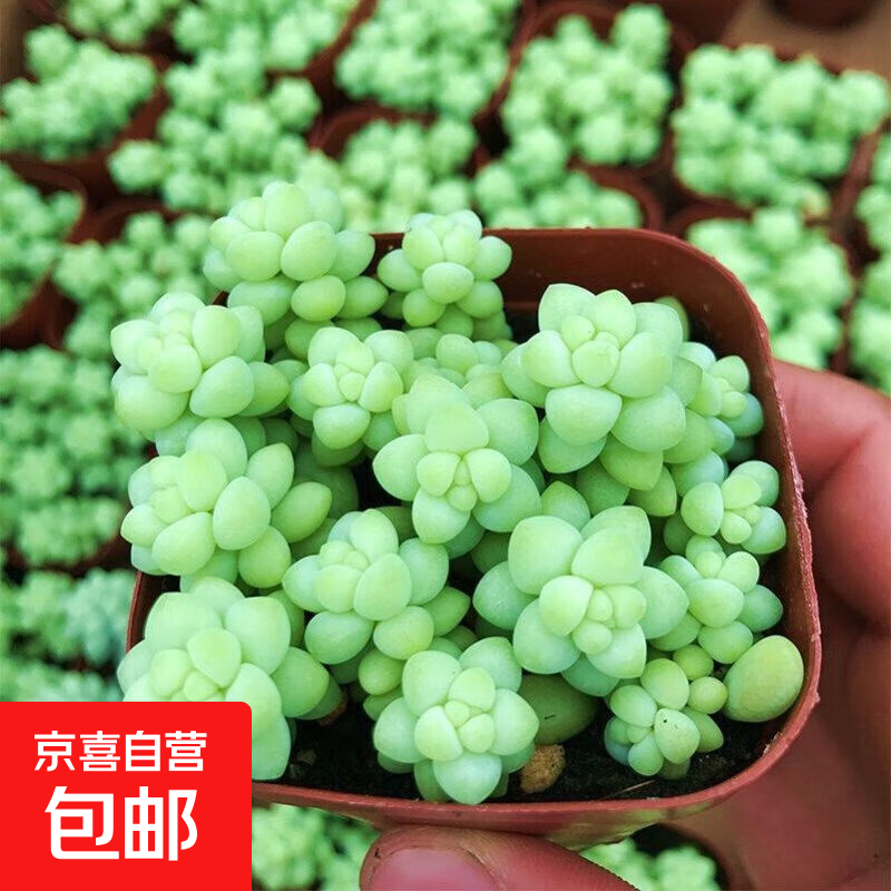 【玉坠多肉】植物懒人好养阳台办公室内桌面可爱多肉精品新款绿植 玉坠4-5头【塑料盆栽好】