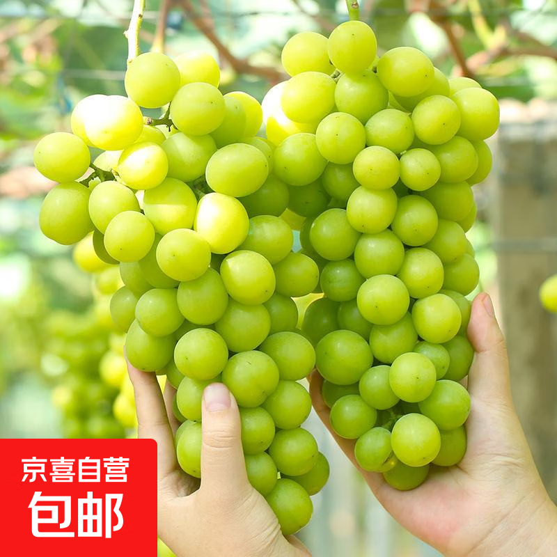 西昌阳光玫瑰葡萄青提晴王无籽葡萄新鲜水果爆甜锦 带箱4斤（单果10g+）