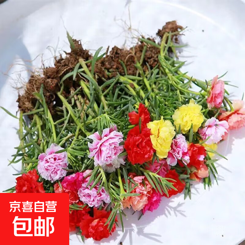 重瓣太阳花盆栽苗大花带根带土四季开花植物室内室外好养花卉绿植 【混色】重瓣 30棵【带根带原土】