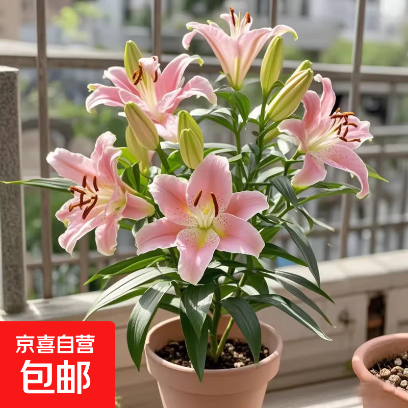 ��ˮ�ٺ������ѿ�ļ�������������̨��ͷ�ٺ��ͺ����� ���ۡ���ѿ������ 5���򣨸����ˣ� 4.7Ԫ