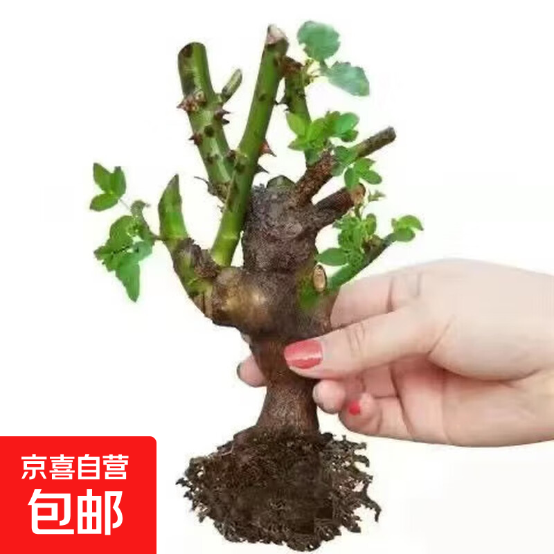 多色嫁接玫瑰花苗四季开花多色老桩大花月季花卉盆栽耐寒植物阳台 玫瑰花老桩【1颗颜色随机】