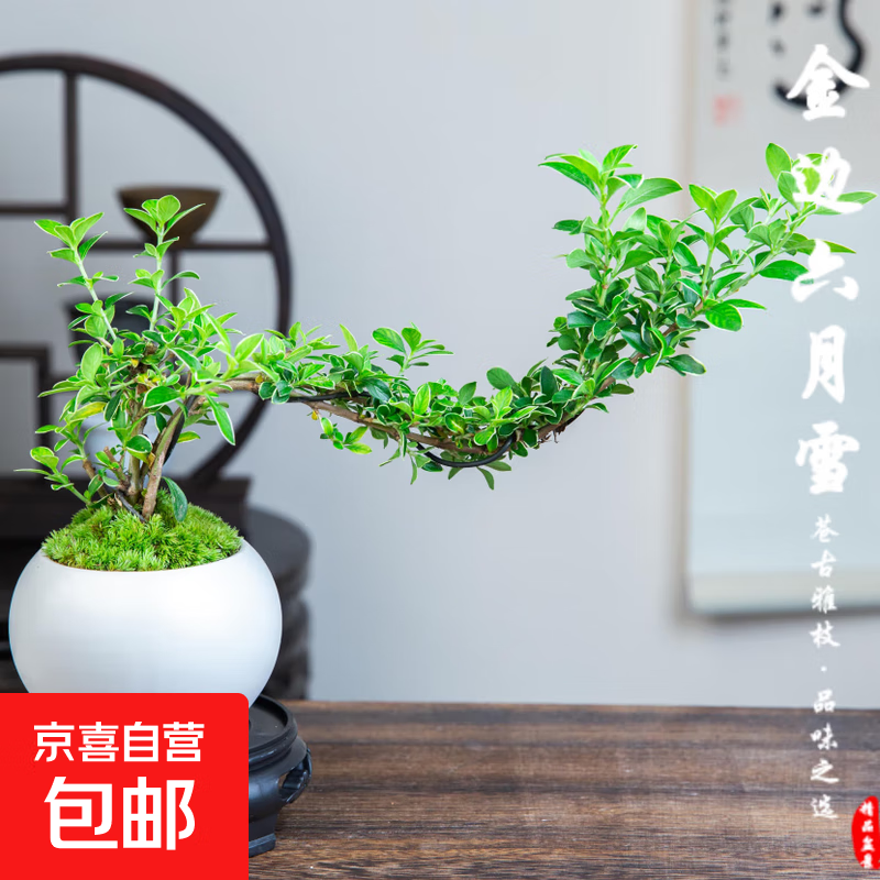 【禅意】悬崖金边六月雪带陶瓷盆小盆景植物办公室内绿植盆栽盆景 悬崖六月雪+白瓷盆+圆底座+苔藓