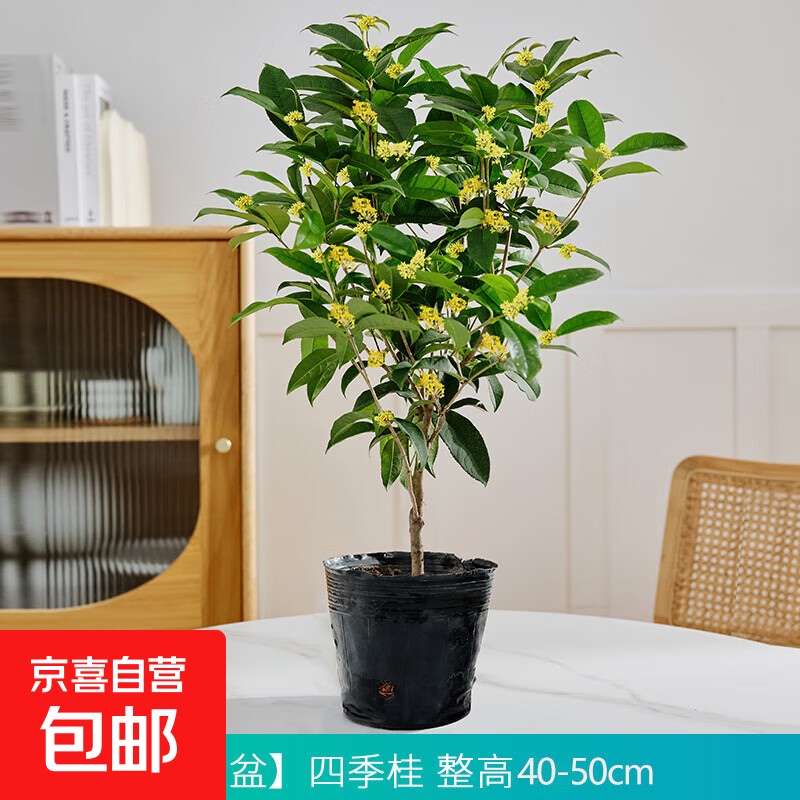 �������ļ������Դ���������ͥԺŨ���ͻ���ֲ��������ֲ���� �ļ���5����/��40-50cm