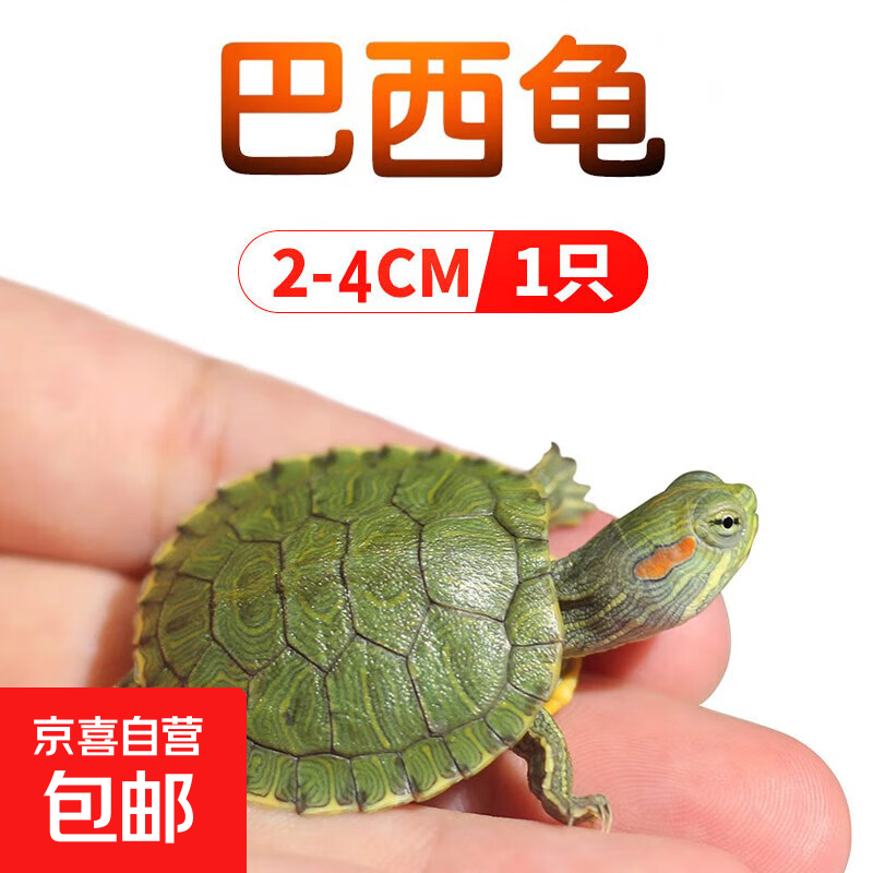 新年发财黄金龟乌龟活物小乌龟巴西龟观赏宠物龟 家庭生日礼物 一只巴西2-4cm【小苗特价】