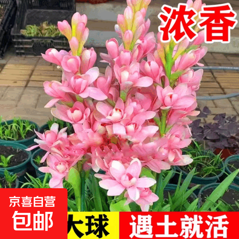 晚香玉种球重瓣大花球根夜来香花苗浓香型多年生庭院阳台盆栽花卉 粉色【大球10-15芽】+2包肥料 12+