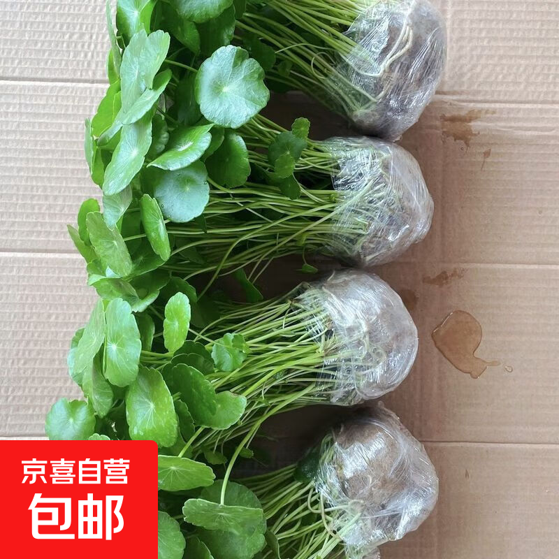 铜钱草水培植物室内办公室桌面盆栽花卉四季常青绿植净化空气懒人 铜钱草带叶子特惠款51-70根+营养液【1份】 不含盆