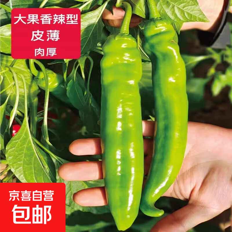 辣椒尖椒 新鲜薄皮青椒 现摘现发 蔬菜  虎皮辣椒 净重3斤