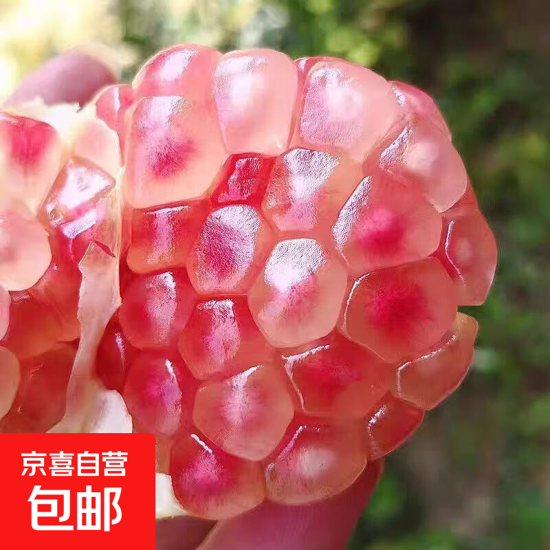 四川会理突尼斯软籽石榴新鲜现摘-欣诺 5枚装单果150g
