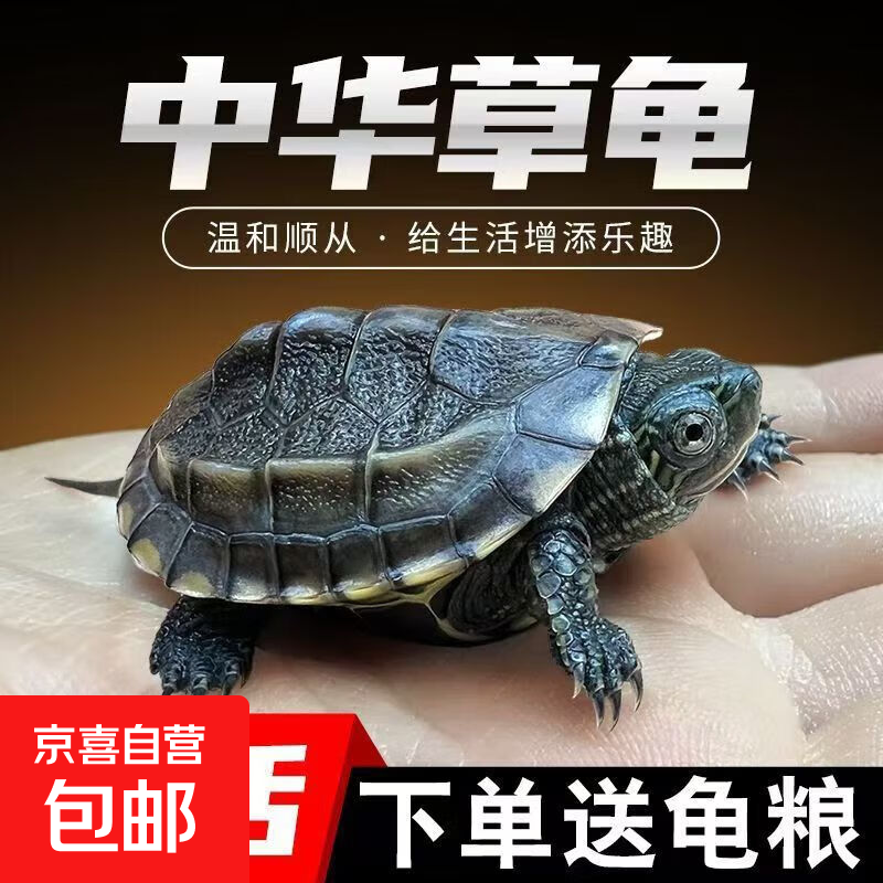 中华草龟小乌龟活物外塘长寿龟宠物金线龟墨龟龟苗批发 2-3cm 草龟【单身一只】