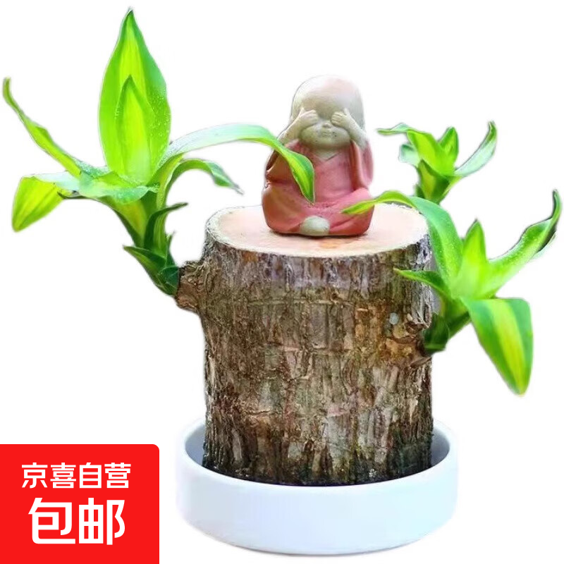 巴西木格鲁特水养幸运木水培花卉室内阳台夏季驱蚊绿植盆栽幸运木