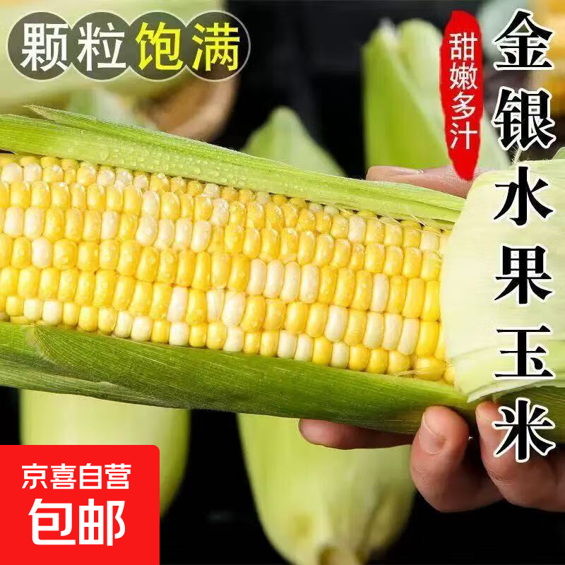 金银水果玉米云南玉米蒸煮多样吃法单包玉米1斤左右 带箱1斤