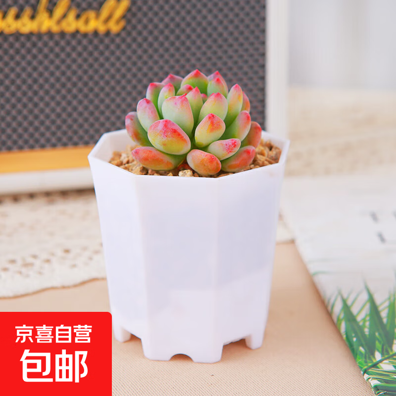 多肉植物多肉精选随机办公室室内阳台精品高端红宝石桃蛋红色系列 蓝苹果+八角盆塑料+土铺面石