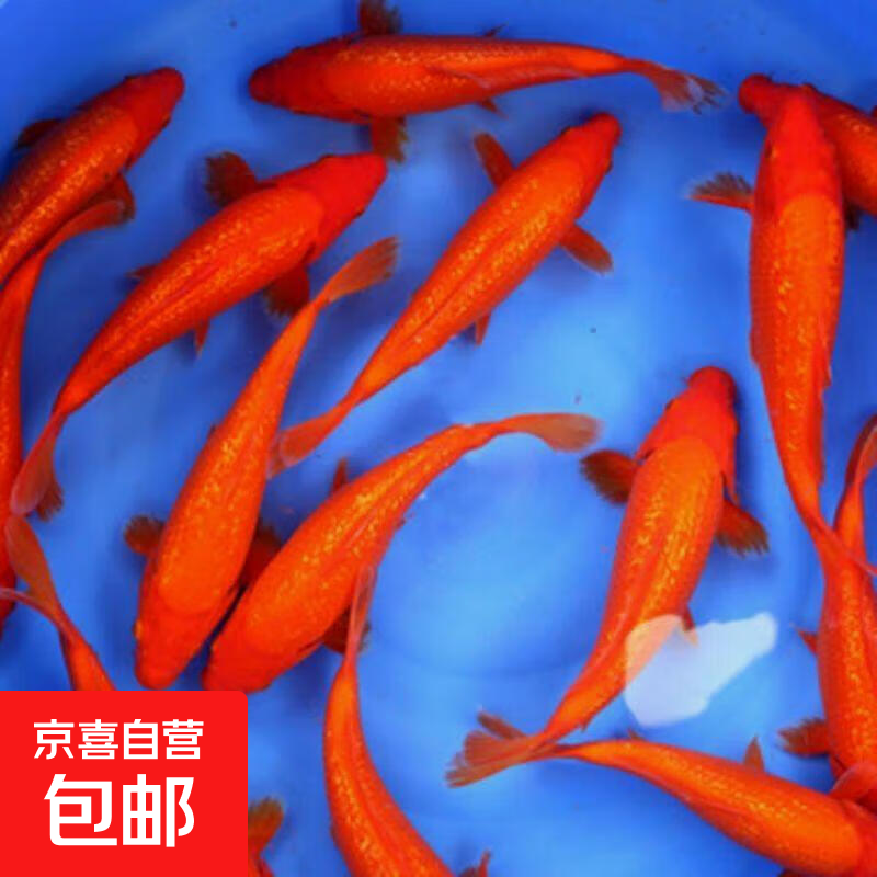 观赏鱼锦鲤鱼活鱼观赏鱼纯种大型红白三色锦鲤活体耐养好活冷水鱼 4-6cm三条小草金【二送一备损】