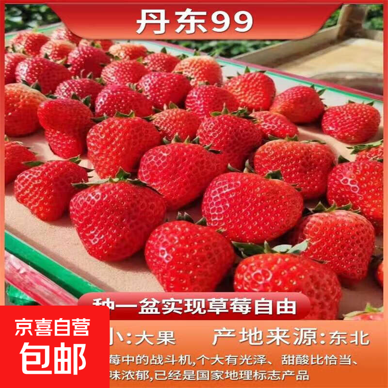 草莓苗盆栽 秋冬季四季结果阳台种植苗秧红颜奶油丹东九九 丹东草莓1盆 原盆带花带果+肥料 高约18-23cm