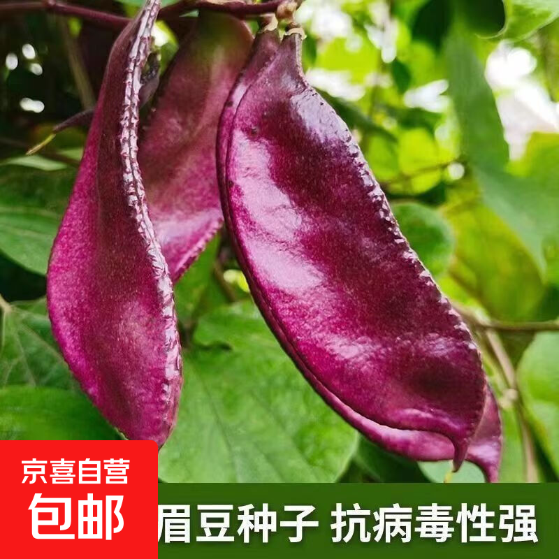 港椒种子香辣贡椒泡椒种籽子弹头墨西哥辣椒种子腌制咸菜蔬菜种孑 【正品精选】紫红扁豆约24粒2包