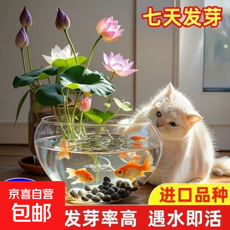 �������߲�������ɫˮ�໨��ˮ���ļ�����������ź��ֲˮ������ ����/��ɫ 5��+�����ۡ����ɻ