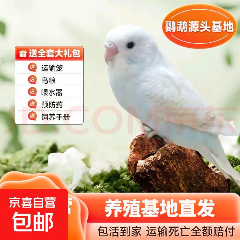 ��Ƥ���Ļ���������������ĵ���������������������� �׻�Ƥ����1ֻ��ѡ��ĸ