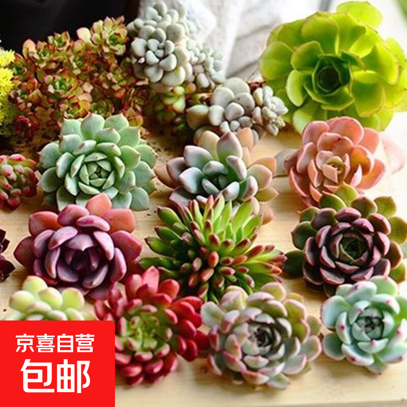 【亏本冲量】植物多肉套餐随机不重复精选办公室室内阳台室外 随机3颗多肉不重复