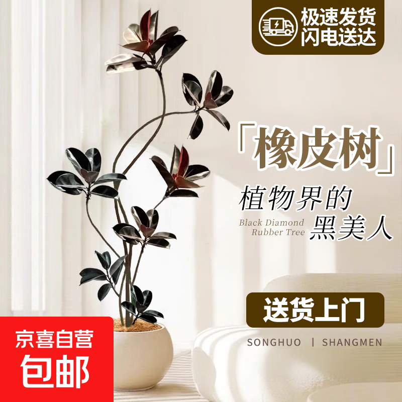 ������ֲ�ﻨ�����԰칫�����������Ҹ����������ܹ걳����Ǩ���� ��Ʈ��Ƥ��1.5-1.6m[����Բ����֬��]    229Ԫ