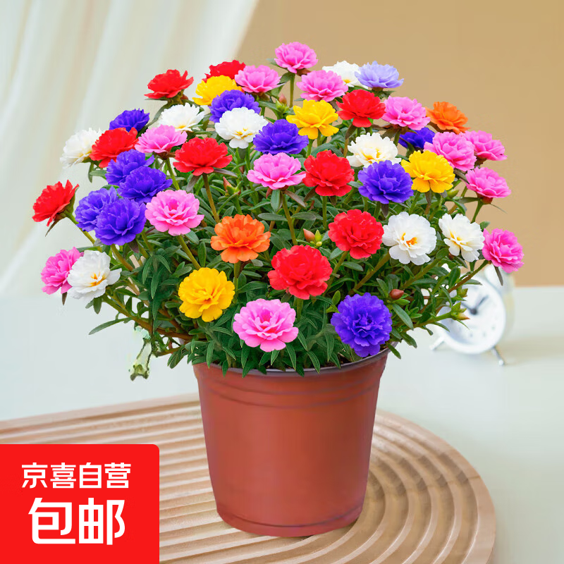 太阳花重瓣大花苗混色盆栽桌面带花苞根室内花卉绿植四季易活好养 大盆混色太阳花+原盆原土_带花苞