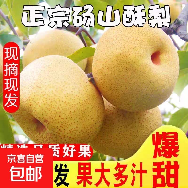 现摘老树头茬新鲜脆甜多汁砀山梨砀山特产砀山酥梨新缘新2 精选大果带箱3斤