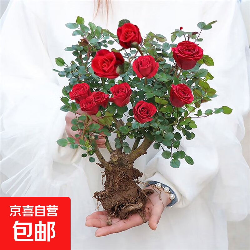 玫瑰花树苗老桩月季花苗大花盆栽四季花卉红蔷薇多色果汁阳台 混色【老桩一颗】大花 不含盆