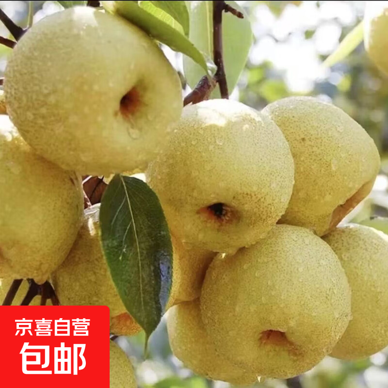 正宗砀山酥梨新鲜多汁清甜口感细腻聆鲜 正宗砀山梨|大果净重5斤