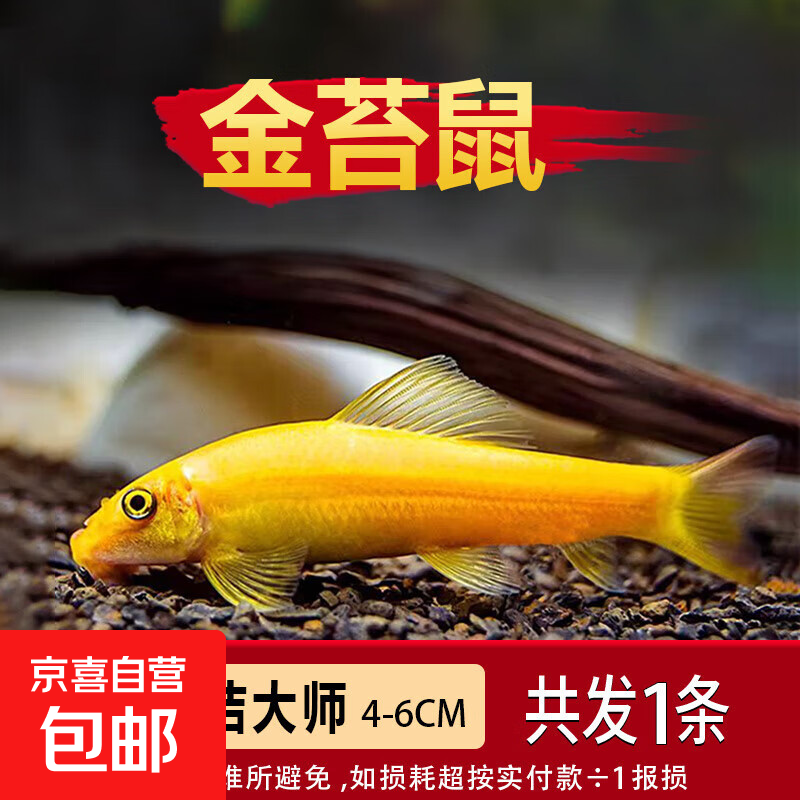 金苔鼠观赏鱼清道夫小型热带斑马鱼除藻工具淡水清洁粪便孔雀鱼 【清洁神器】4-6cm 金苔鼠1条