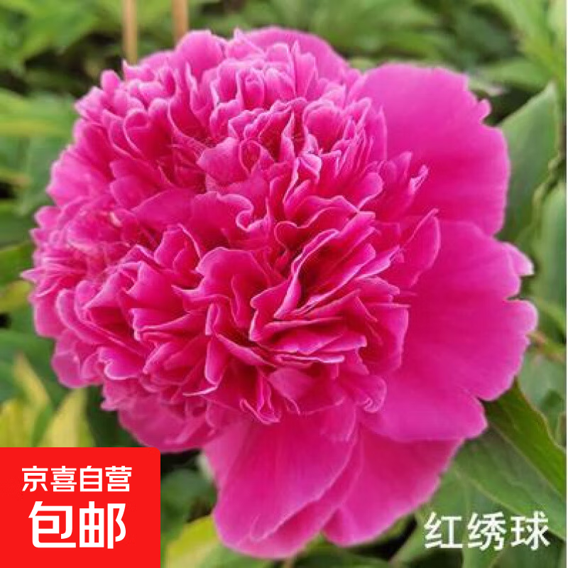 带芽根块四季花卉多年生阳台庭院芍药花户外盆栽 22红绣球