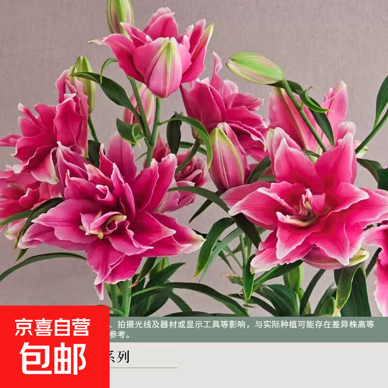 �����ذ���ˮ�ٺϻ������ļ������׻�����������̨�������Զ����� �ذ�ٺ����򡾰����ȡ� 3���򡾹��16/18��ֱ��5-7cm