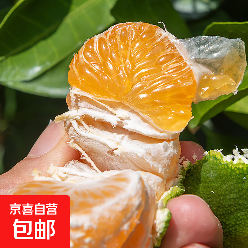 江西寻乌蜜桔新鲜现摘酸甜青皮橘子当季时令水果整箱产地直发 1.5 斤净重单果 40mm+