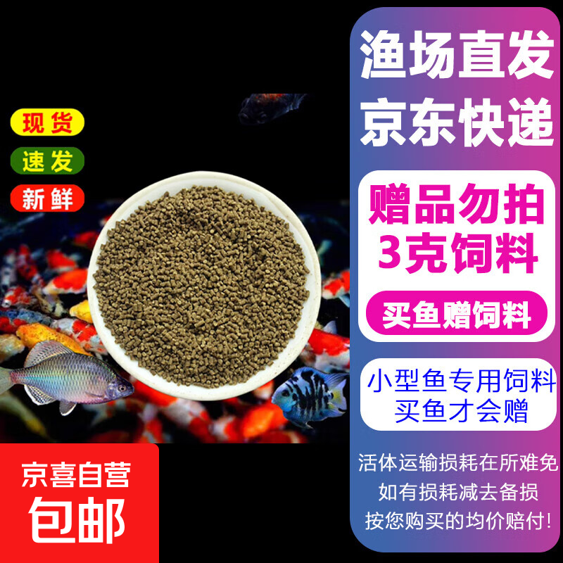 天使鱼观赏鱼活鱼热带鱼小型鱼淡水好养耐活大号群游活体斑马孔雀 【试吃饲料3g】