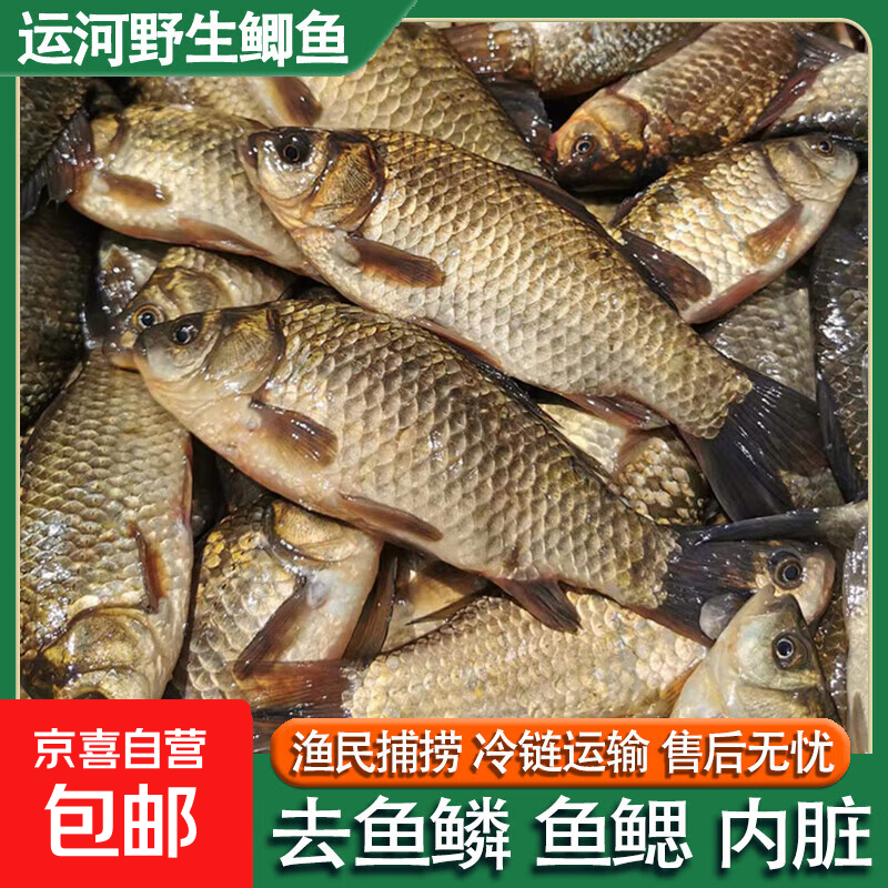 运河鲫鱼渔民捕捞新鲜活体现杀淡水鱼产妇老人小孩煲汤滋补饭店 中号鲫鱼*1包【4-6条/400g/包】