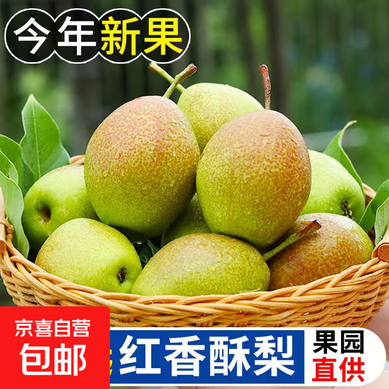 国产红啤梨放软吃果肉细腻软糯2025新梨可以吸着吃喜田单果110g 带箱2斤净重1.7斤左右（单果100g+）