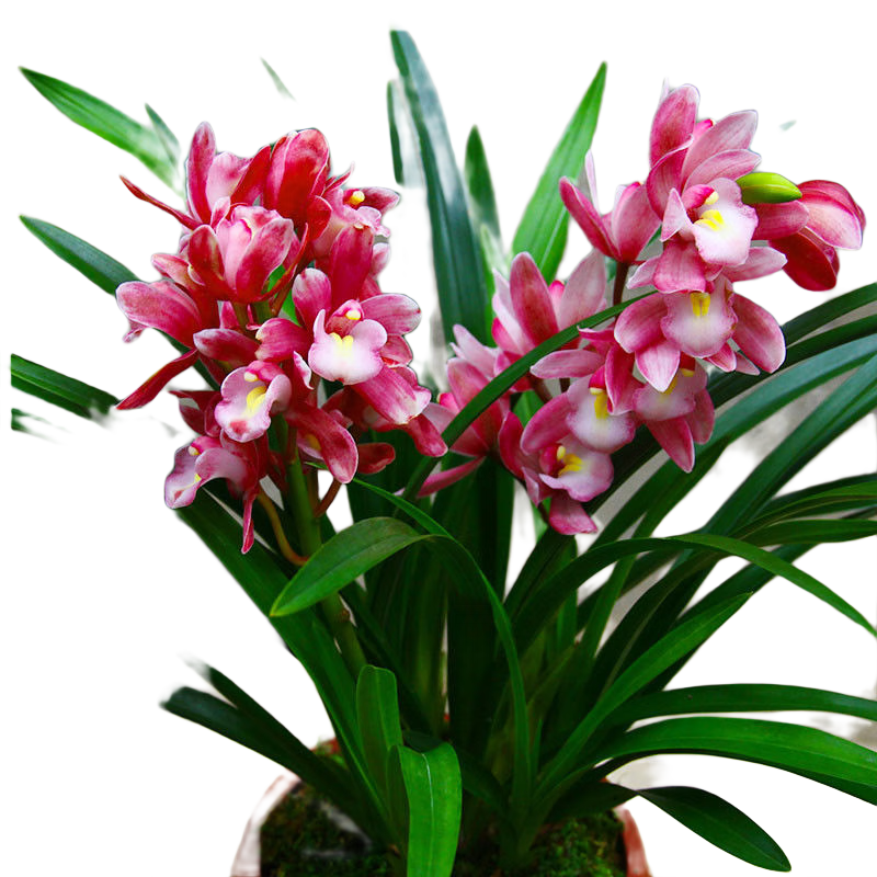 益綺椛益綺椛濃香型蘭花苗大花蕙蘭墨蘭建蘭花卉盆栽綠植室外內(nèi)植物蘭花 香妃 8苗【當(dāng)年開花】+肥料