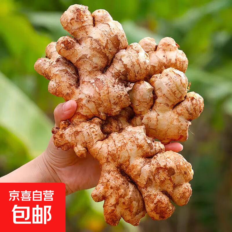 小黄姜生姜高山土姜月子姜新姜老姜新鲜现挖 小黄姜净重2斤