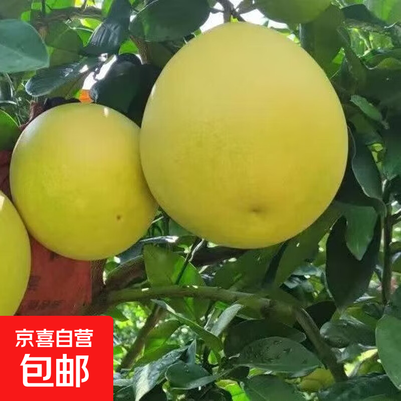 【好吃啊】福建红心蜜柚新鲜采摘红柚颗粒饱满柚子酸甜可口红柚 红心蜜柚3-6粒装带箱8-9斤