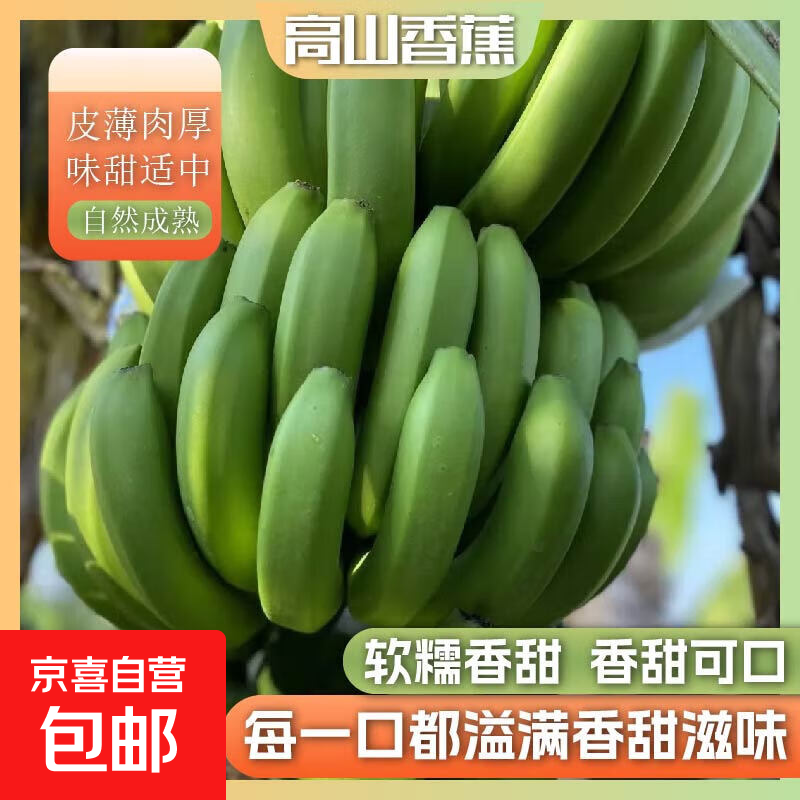 京喜加正宗高山香蕉威廉斯香蕉味浓郁新鲜水果现砍现发需催熟 高山香蕉净重9斤