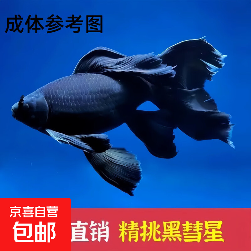 锦鲤鱼活鱼观赏鱼纯种大型红白三色锦鲤活体耐养好活冷水鱼观赏鱼 3-5CM【黑彗星蝴蝶鲤】一条