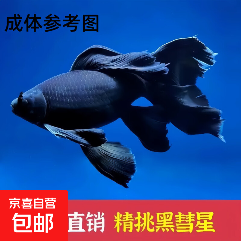 观赏鱼金鱼小型好养耐活红鲤鱼小锦鲤好养锦鲤鱼活鱼冷水淡水鱼苗 3-5CM【黑彗星蝴蝶鲤】一条